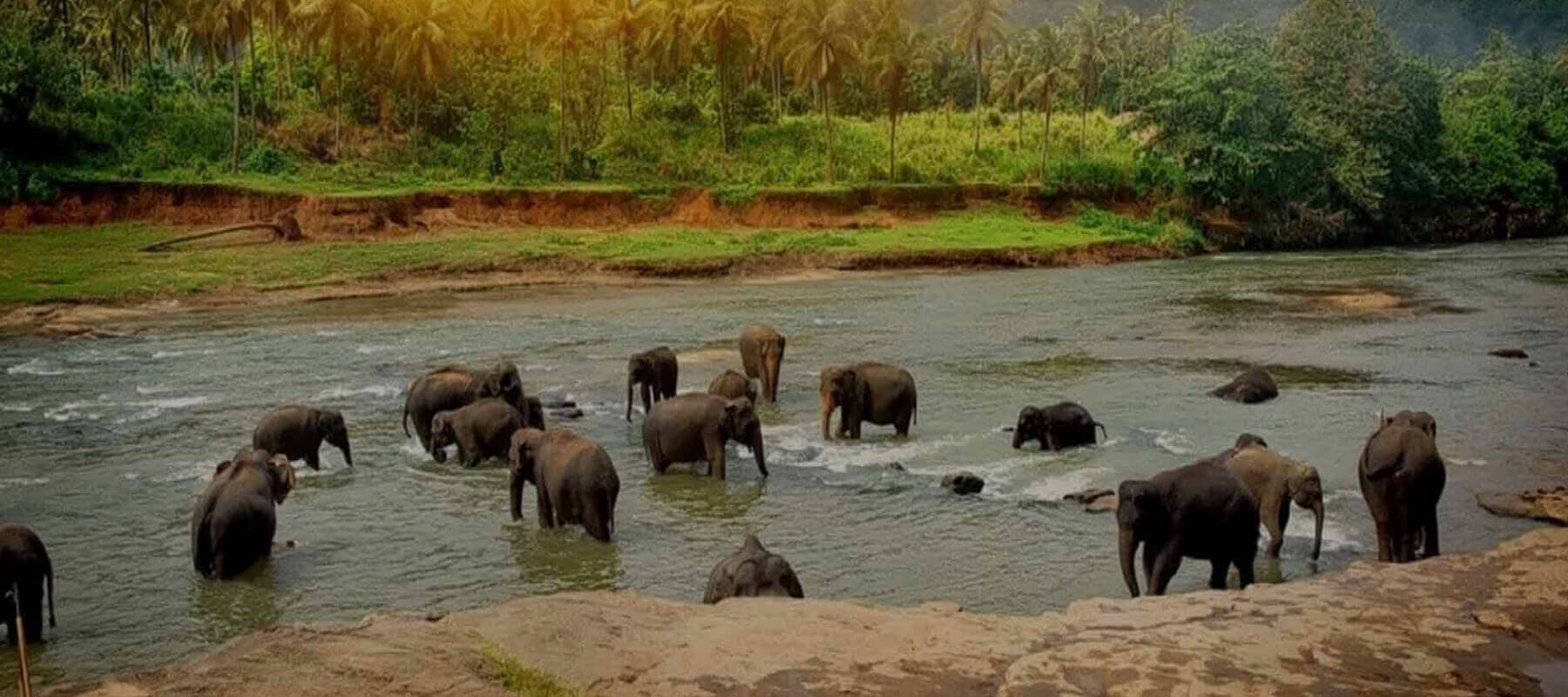 best honeymoon resorts in Kerala